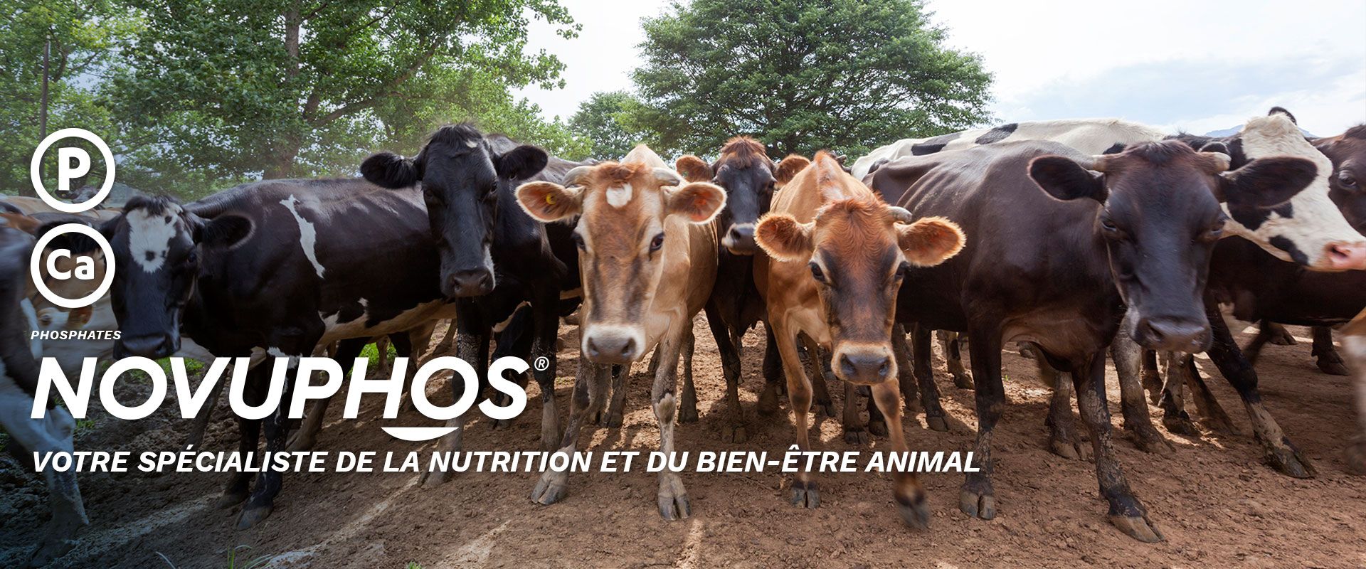 NOVUPHOS - Votre spécialiste de la nutrition et du bien-être animal