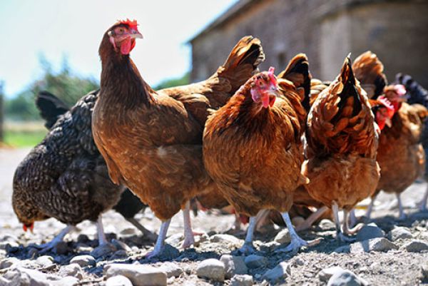 Novuphos améliore la nutrition des poules