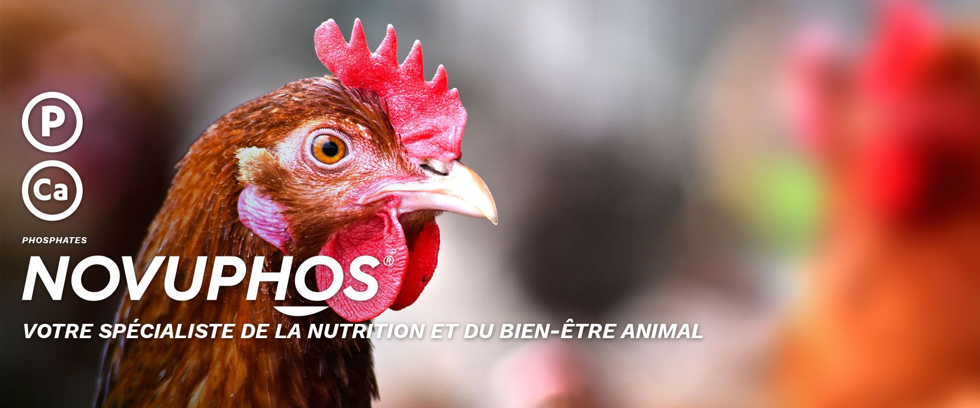 NOVUPHOS - Votre spécialiste de la nutrition et du bien-être animal