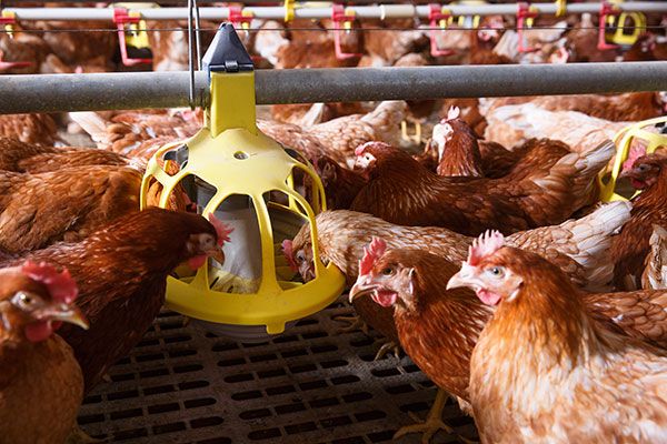 Novuphos améliorer la nutrition des poules