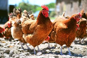 Novuphos améliorer la nutrition des poules