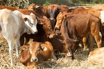 Novuphos améliore la nutrition des élevages