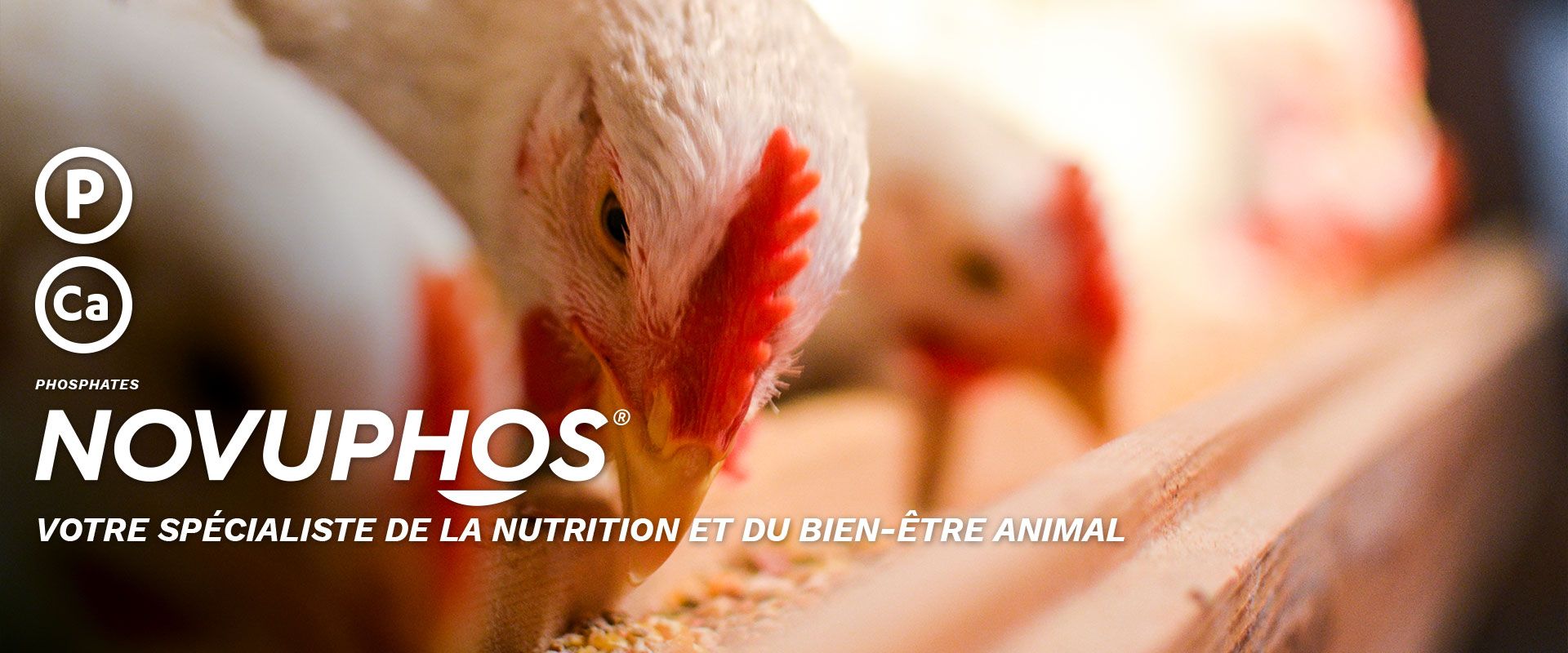 NOVUPHOS - Votre spécialiste de la nutrition et du bien-être animal