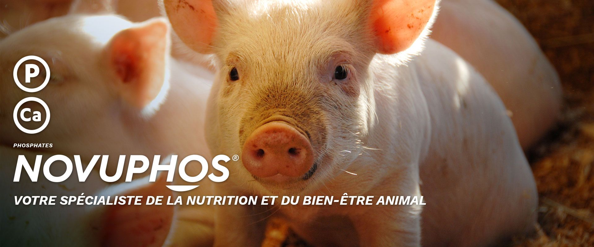 NOVUPHOS - Votre spécialiste de la nutrition et du bien-être animal