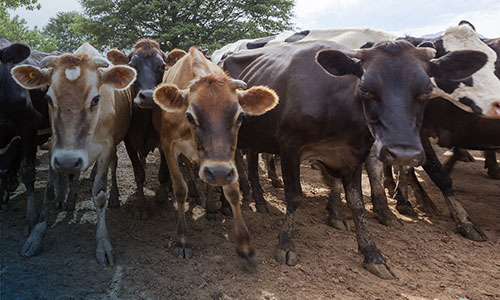 NOVUPHOS - Votre spécialiste de la nutrition et du bien-être animal