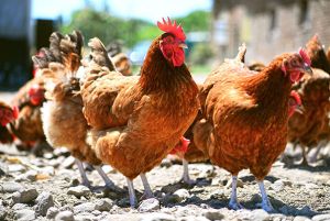 Novuphos améliorer la nutrition des poules